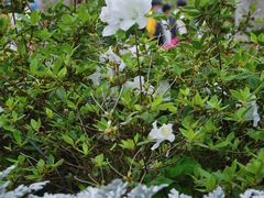 -深圳仙湖植物园