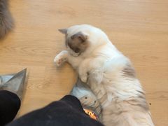 -有喵·猫咖·狗咖·30几只猫10只小狗(岗厦店)