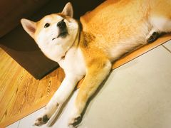 -柴务处·柴犬主题狗咖