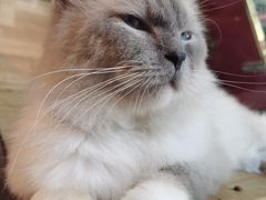 -more than meow吴止猫主题餐厅(承德 中船汇店)