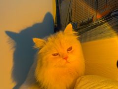 -屋虎猫馆(宝安大仟里店)