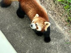 -合肥野生动物园