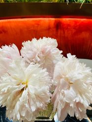 -花隐·美芙炫海菲秀皮肤管理中心