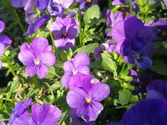 -上海不夜城广场(上海不夜城金融大厦店)