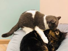 -酷豆宠物咖啡·宠物美食·撸猫馆