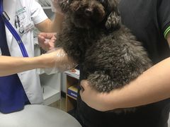 -联合动物医院(光谷诊疗中心)
