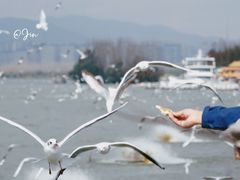 -昆明冠生园·蛋糕·面包(南强街店)