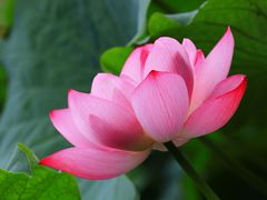 -陈家山荷花公园