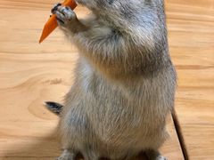 -藦茜花园宠物主题亲子互动体验馆(国顺东路店)