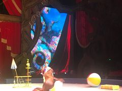 -珠海横琴长隆《卡卡虎奇遇记》