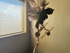 -宴武夷·匠心闽味(印象大红袍店)