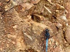 -羚羊峡古栈道森林公园