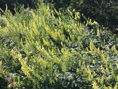 -白草畔自然风景区