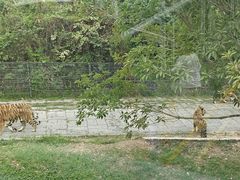 -深圳野生动物园