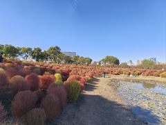 -春花秋色城市公园