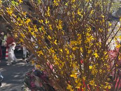 -溪岸路花鸟市场