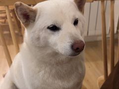 -柴の食堂·日式家庭料理·熊之肆(大学路店)