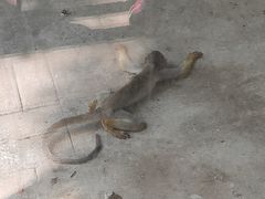 -长白岛森林公园