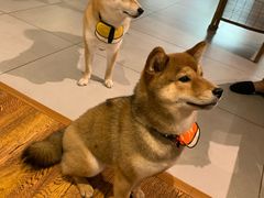 -柴务处·柴犬主题狗咖