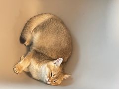 -泰国佛·塔罗·泰牌狐仙古曼