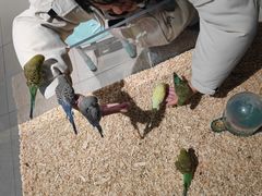 -怪兽屋·羊驼·猫咖·狗咖(俊华广场店)