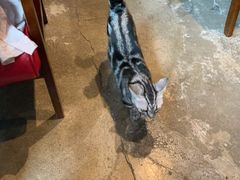 -咖法森林·咖啡  酒吧(天河店)