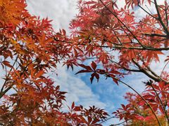 -广州市帽峰山景区