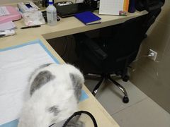 -艾贝尔宠物医院 ·内科全科(梁溪路店)