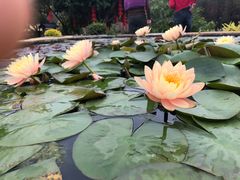 -广州莲花山旅游区