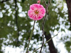 -无锡梅园公园