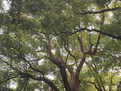 -吴山景区