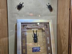 -上海大自然野生昆虫馆(东方明珠·爬宠昆虫探索中心)