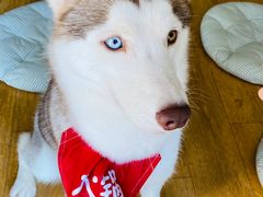 -Husky Go! 哈士奇体验馆·宠物咖啡厅狗咖