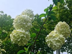 -范蠡湖公园