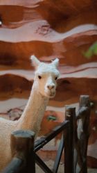 -酷嗒动物文化乐园(cutezoo西溪乐天城店)