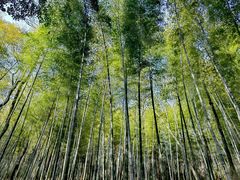 -上海佘山国家森林公园天马山园