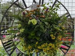 -深圳仙湖植物园