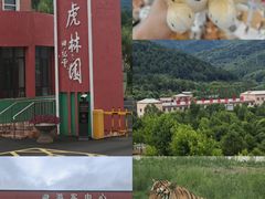 -横道河子东北虎林园