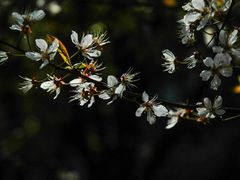 -宝钢特钢有限公司