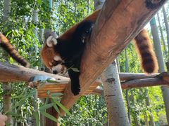 -北京野生动物园