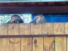 -南湾猴岛+椰田古寨一日游