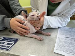 -瑞鹏宠物医院犬猫全科(真大分院)