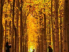 -羊亭河湿地公园