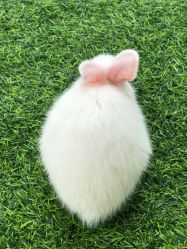 -萌宠亲子动物乐园(槐房万达店)