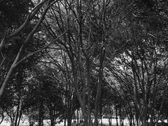 -瑶湖郊野森林公园