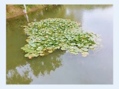 -后襄河公园