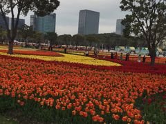 -大宁郁金香公园-停车场