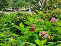 -上海共青森林公园