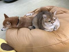 -逗柴咖啡屋·狗咖猫咖宠物桌游