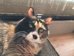 -凯特喵百思猫专科医院